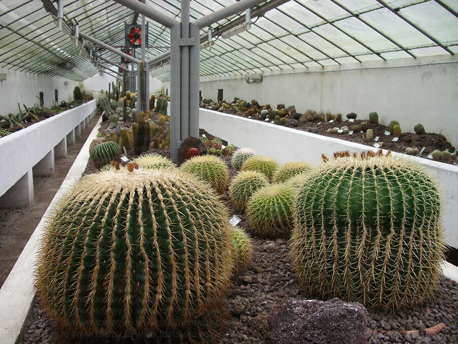 Фото: Оранжерея в ботаническом саду Рима